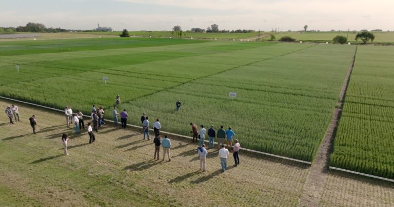 Lee más sobre el artículo Innovación en semillas de soja: ADP presenta novedades para la zafra 2025/2026