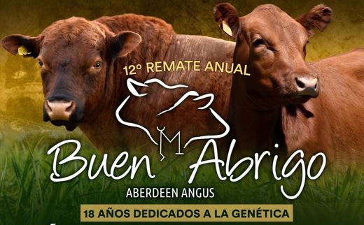 Lee más sobre el artículo Remate de elite Angus colorado en San José: Cabaña Buen Abrigo invita a su 12° remate anual