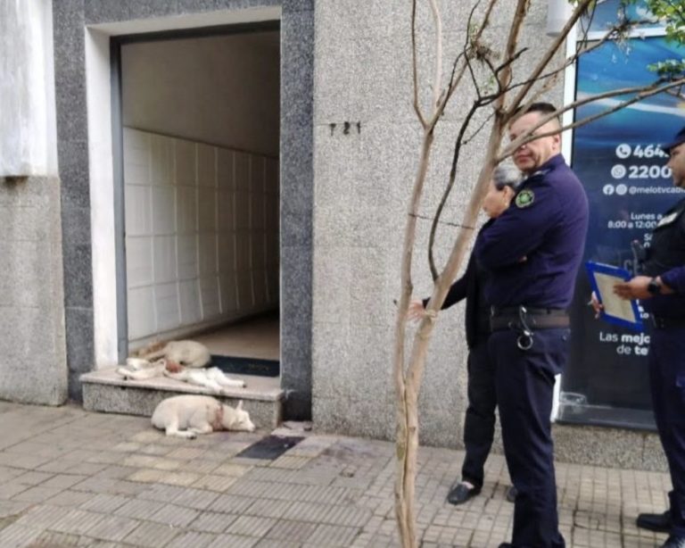 Lee más sobre el artículo Corderos muertos en la puerta de una radio de Melo reavivan el debate por tenencia de perros