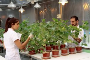 Lee más sobre el artículo Crece el valor de los productos biológicos en los cultivos extensivos