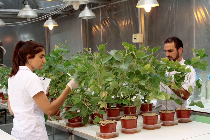Lee más sobre el artículo Crece el valor de los productos biológicos en los cultivos extensivos
