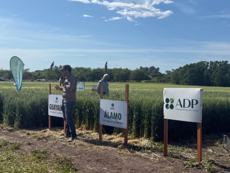 Lee más sobre el artículo Cuatro años de encalado demuestran rentabilidad y mayor rinde en la agropecuaria de Dolores