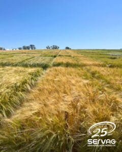 Lee más sobre el artículo El campo de Ambev se vistió de fútbol: una jornada con Lugano en Soriano