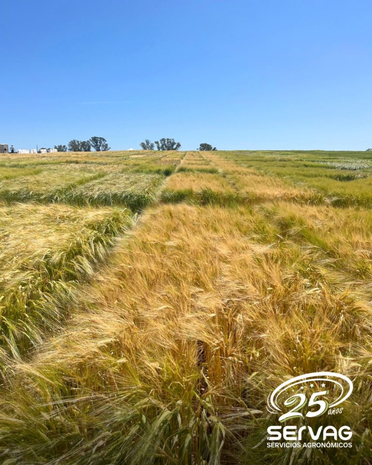Lee más sobre el artículo El campo de Ambev se vistió de fútbol: una jornada con Lugano en Soriano