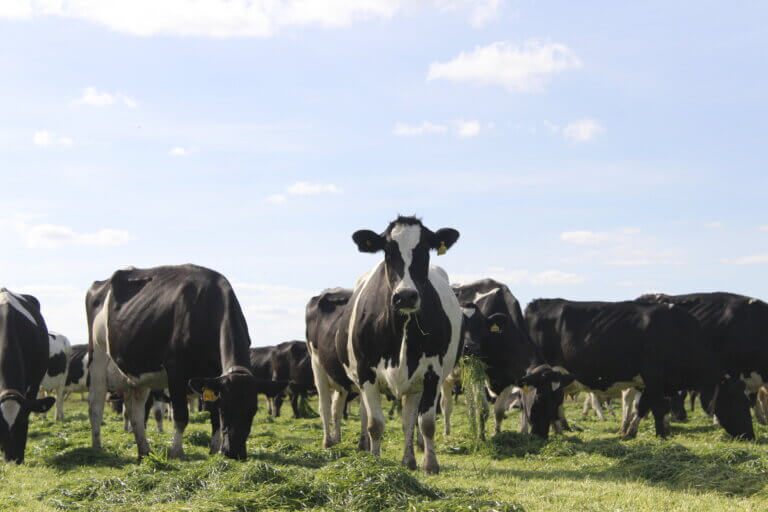 Lee más sobre el artículo Conaprole realizó jornada de campo en un contexto favorable para los lácteos y la carne
