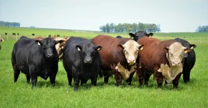 Lee más sobre el artículo Se viene el Remate Angus en Cardona: genética de cuatro cabañas con Cabrera Peile
