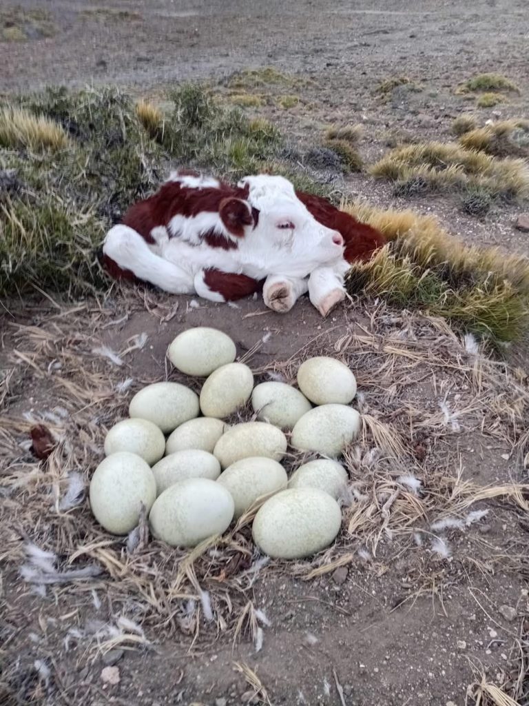 Lee más sobre el artículo Apuntes para estimular la producción de terneros
