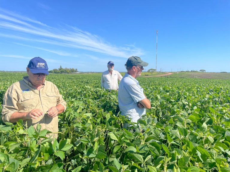 Lee más sobre el artículo Los competidores crecen al caer el temor a la «chicharrita» y escalar el área de girasol