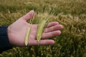 Lee más sobre el artículo Cebada y trigo avanzan hacia la formación de grano, pero con precios comprometidos