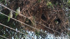 Lee más sobre el artículo Proponen control radical de la población de cotorras por severos daños a la producción granjera