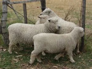 Lee más sobre el artículo Lana, cueros y carne uruguayos con valor ambiental llegan a la moda europea