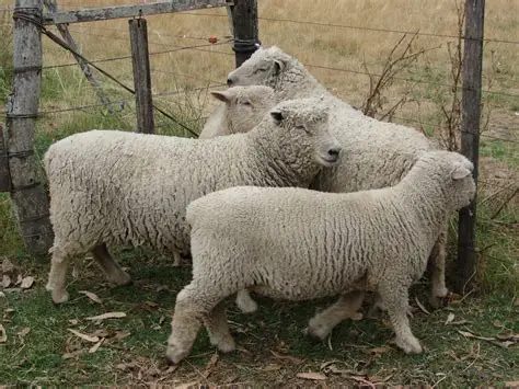 Lee más sobre el artículo Lana, cueros y carne uruguayos con valor ambiental llegan a la moda europea