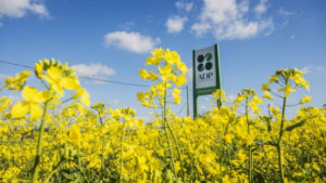 Lee más sobre el artículo ADP avanza en la cosecha de colza y pone paso firme con la siembra de soja