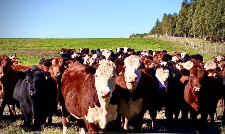 Lee más sobre el artículo Estabilidad y firmeza en el mercado ganadero a faena y ovinos con precios sólidos