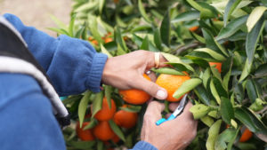 Lee más sobre el artículo Implementan una inyección millonaria a la citricultura del Norte