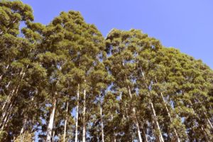 Lee más sobre el artículo El sector forestal propone expandir las plantaciones en 500 mil hectáreas