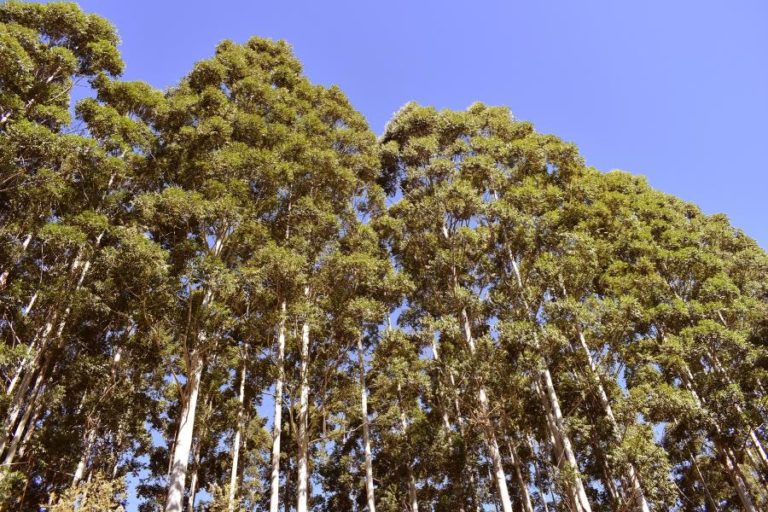 Lee más sobre el artículo El sector forestal propone expandir las plantaciones en 500 mil hectáreas