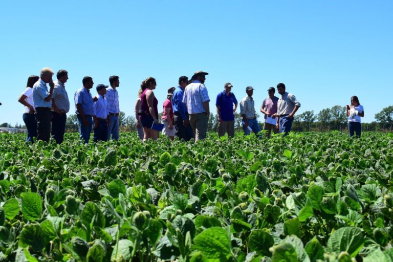 Lee más sobre el artículo La soja despega con la ilusión de lograr los US$ 500 por ton