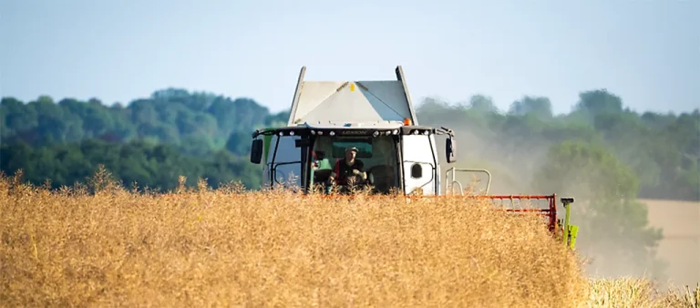 Lee más sobre el artículo La cosecha de colza defiende el negocio y escala la siembra de soja