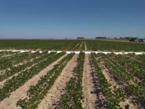 Lee más sobre el artículo Inquietud en el Este por la falta de lluvias que amenaza el inicio del ciclo de soja