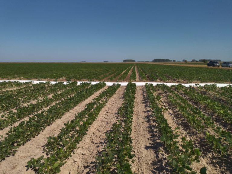 Lee más sobre el artículo Inquietud en el Este por la falta de lluvias que amenaza el inicio del ciclo de soja