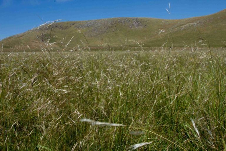 Lee más sobre el artículo El Día Nacional del Campo Natural reconoce a sus guardianes