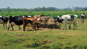 Lee más sobre el artículo Súper  primavera impulsa la lechería con rendimientos históricos