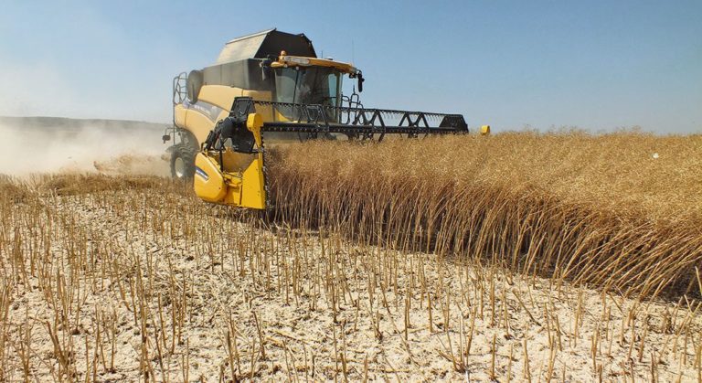 Lee más sobre el artículo La DGSA advierte sobre el riesgo de residuos de Paraquat y 2,4-D en la cosecha de colza