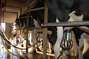 Lee más sobre el artículo Fuerte remisión a CONAPROLE y posible baja del precio de la leche