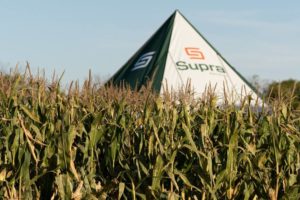 Lee más sobre el artículo Maíz Tardío: estrategia clave para potenciar la producción de Carne y Leche