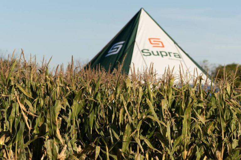 Lee más sobre el artículo Maíz Tardío: estrategia clave para potenciar la producción de Carne y Leche