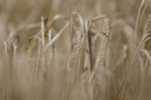 Lee más sobre el artículo Avanza la cosecha de invierno y la siembra de soja se acelera con el foco en la salud del suelo
