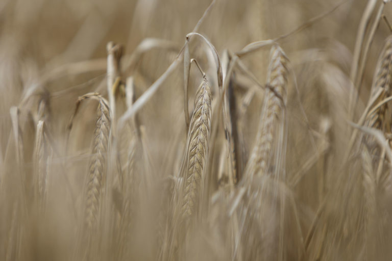 Lee más sobre el artículo Avanza la cosecha de invierno y la siembra de soja se acelera con el foco en la salud del suelo