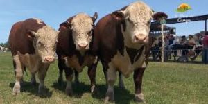 Lee más sobre el artículo Cierra la zafra de toros con precios al alza y demanda ágil