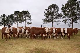 Lee más sobre el artículo Con éxito se realizó la venta especial Plaza Braford junto a Plaza Rural