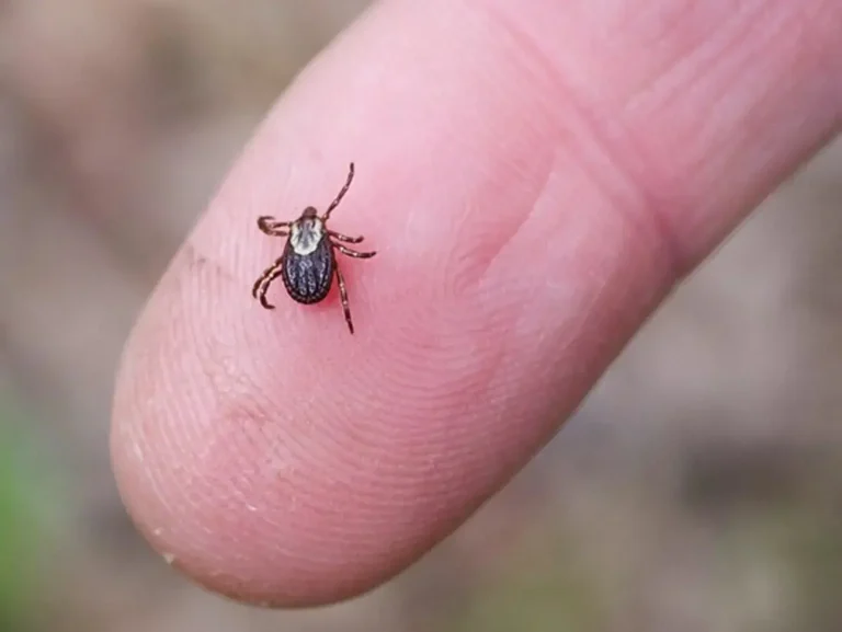 Lee más sobre el artículo Garrapata: más de cuatro mil dosis  en prueba para siete departamentos del norte y este
