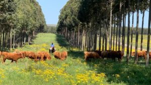 Lee más sobre el artículo El Silvopastoreo como herramienta esencial para la recuperación de suelos