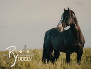 Lee más sobre el artículo Llega un clásico de los Criollos a la zafra de primavera