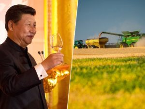 Lee más sobre el artículo Brasil consolida su dominio en el mercado de soja y deja a EE.UU. en mínimos de 12 años