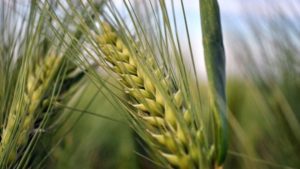 Lee más sobre el artículo Empresarios franceses definen invertir en planta de cebada y derivados