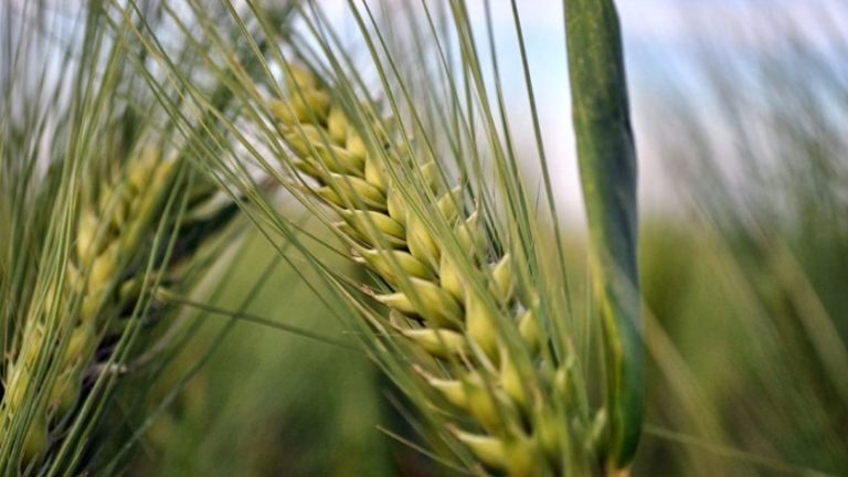 Lee más sobre el artículo Empresarios franceses definen invertir en planta de cebada y derivados