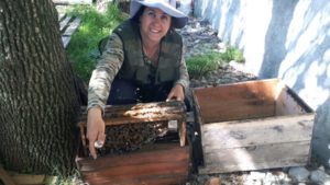 Lee más sobre el artículo El «shock» apícola golpea más de 15 mil colmenas