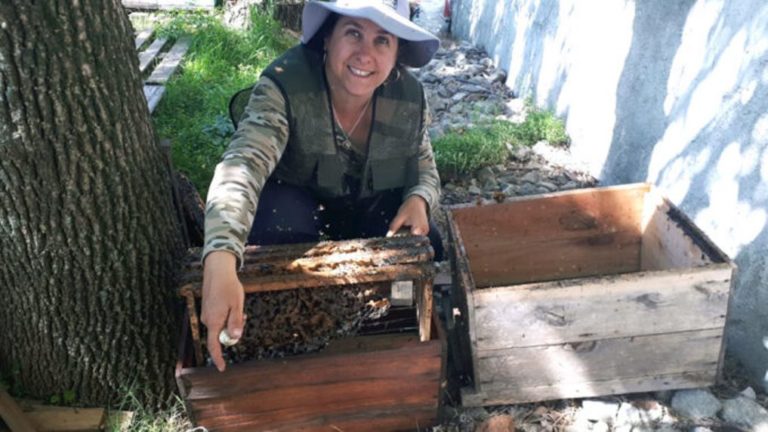 Lee más sobre el artículo El «shock» apícola golpea más de 15 mil colmenas