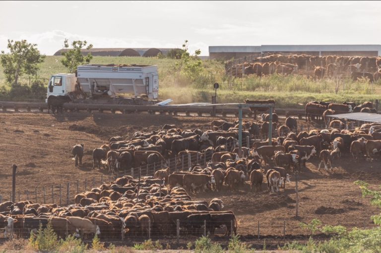 Lee más sobre el artículo La precisión detrás de la carne premium
