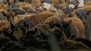 Lee más sobre el artículo Lote 21 cierra un 2025 histórico para la ganadería