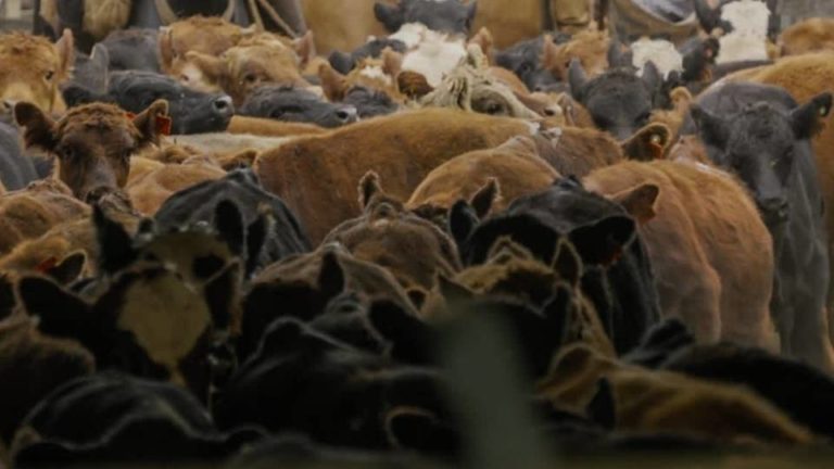 Lee más sobre el artículo Lote 21 cierra un 2025 histórico para la ganadería