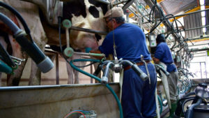 Lee más sobre el artículo El sector lechero crece en remisión y mayores precios