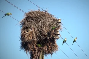 Lee más sobre el artículo Habilitan productos para combatir aves plagas