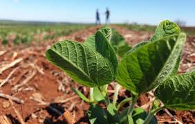 Lee más sobre el artículo Resultados ajustados reorientan el foco estratégico hacia Soja y Maíz