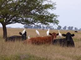 Lee más sobre el artículo Los beneficios de la diversidad, el clima y la seguridad alimentaria